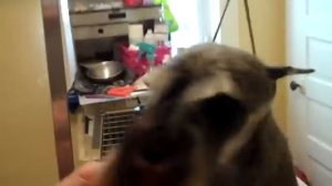 Trimming Miniature Schnauzer Eyebrows For Show