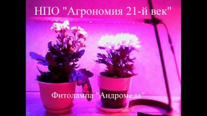 Фитолампа настольная для растений и цветов