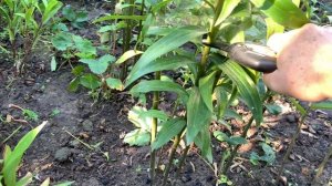 Нужно ли обрезать лилии  после цветения?  Обрезаем правильно!