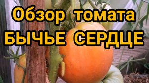 Обзор томата Бычье Сердце на 28 июля