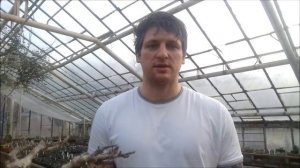 Посев семян суккулентов   Адениумов, Пахиподиумов, Баобабов, Хавортий, Алоэ, Гастерий