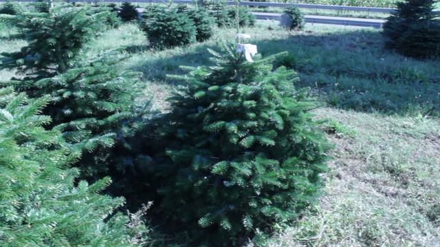 16 431 Пихта Нордмана в горшке 1.00 – 1.20 м. смотреть онлайн