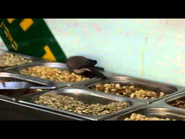 Обнаглевшая горлица. Минимаркет Тель Авив...