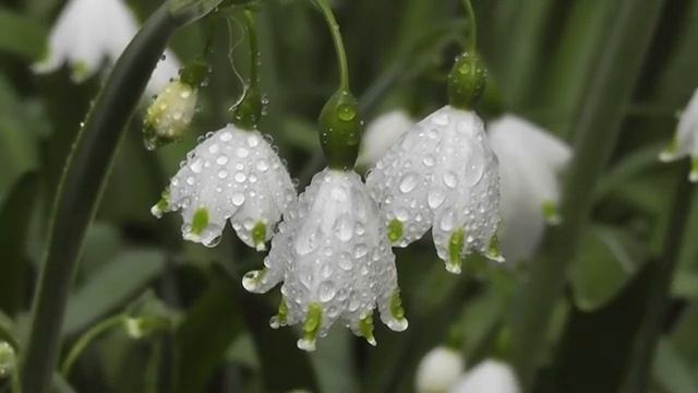 Расплата за приворот ? Пережила детей, внуков и правнуков. Страшная история смотреть онлайн