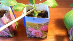 ПРИЩИПКА ОДНОЛЕТНИХ ГЕОРГИН