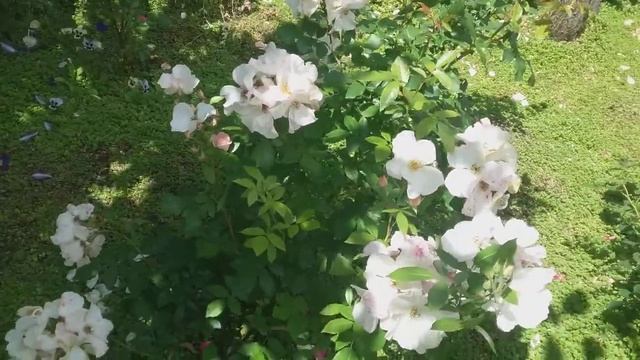 Розы. Мускусные гибриды английских селекционеров :Бафф Бьюти и Салли Холмс. смотреть онлайн