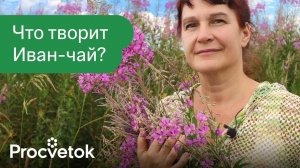 Что будет, если пить Иван-чай каждый день? Остановит старение, укрепит иммунитет и это еще не всё!