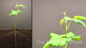 Прорастание фасоли: 25 дней за 1 минуту? Ускоренная съемка растений. Timelapse