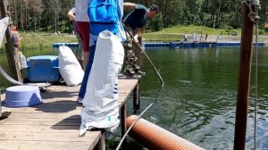 На форелевом хозяйстве в Горном Алтае