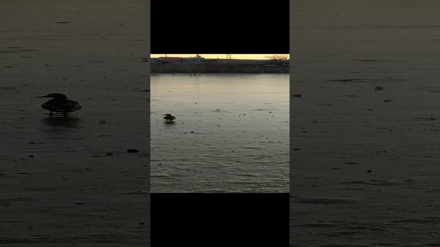 Утки ходят по льду смотреть онлайн