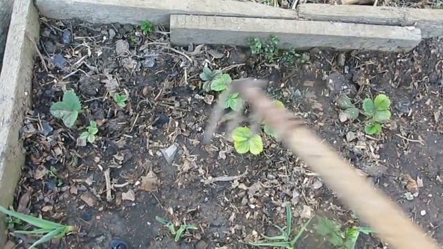СПАСАЕМ КЛУБНИКУ ОТ ХЛОРОЗА.КАК ПРАВИЛЬНО ОБРАБАТЫВАТЬ И ПОЛИВАТЬ ХЕЛАТОМ ЖЕЛЕЗА ПРИ ХЛОРОЗЕ .