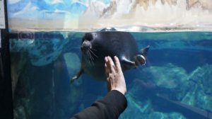 Милые байкальские нерпы в океанариуме Владивостока
