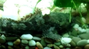 Рыба камень.Боция Модеста.