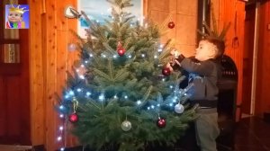 Рождественская живая елка Елочная плантация Выбираем и наряжаем елку