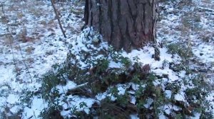 Сосновый сувель