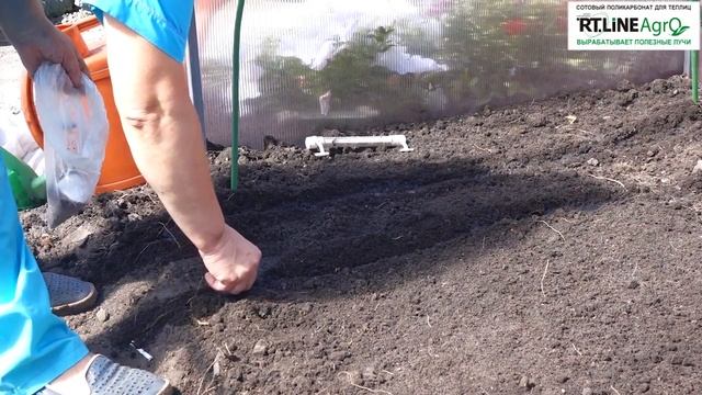 ? Выращиваем пекинскую капусту через семена осенью. Как получить урожай пекинской капусты в декабре смотреть онлайн