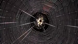 О чем говорит паук? - приметы