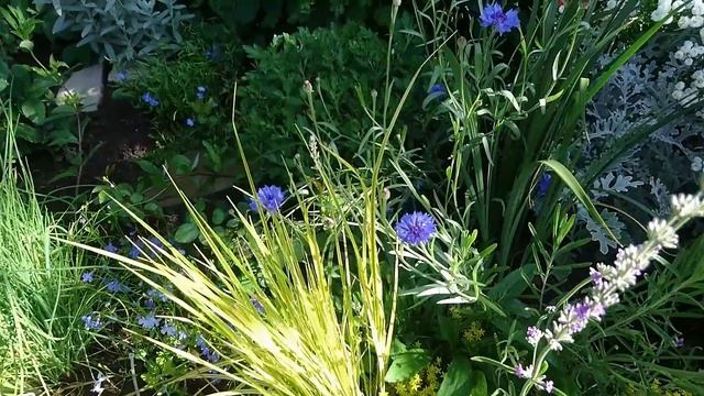 Декоративные злаки в моем саду Июль 2019 смотреть онлайн