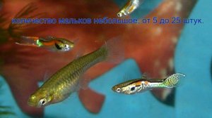 Гуппи Эндлера /Guppy Picture Shows