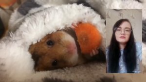 Почему у хомяка большие щёки?