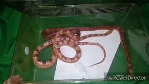 Распаковка змей. Приехали новые Маисовые полоза.