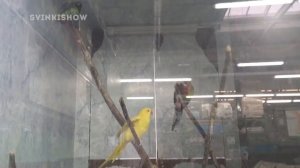 Что купить в зоомагазине для морской свинки? / ВЛОГ / SvinkiShow