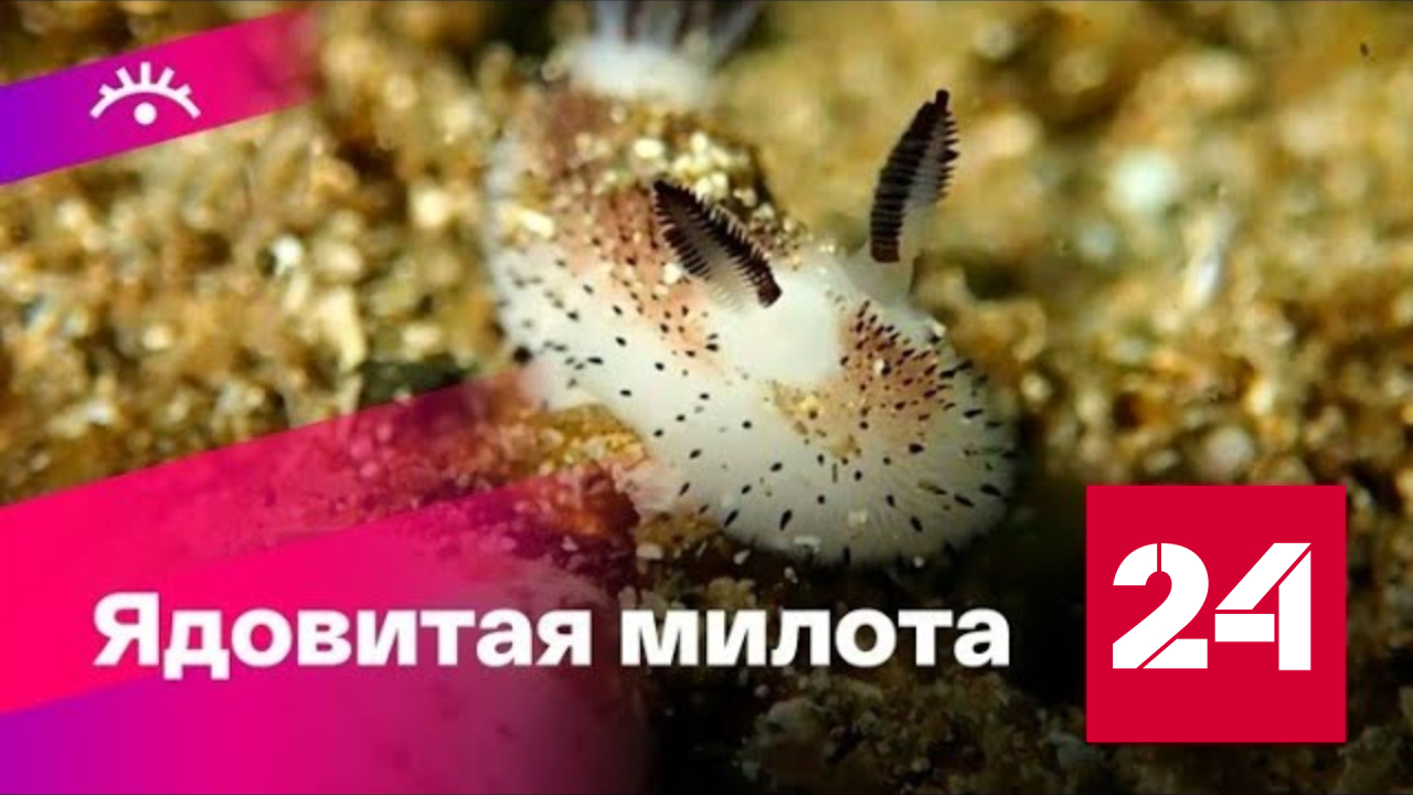 Вся правда о морских кроликах - Россия 24 