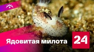 Вся правда о морских кроликах - Россия 24