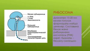 8 кл клетканын тузулушу
