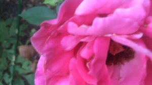 Rose 'Caprice de Meilland®' par 'Meilland'