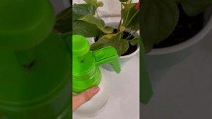 #пересадкацветов #антуриум Гулдордун топурагын коркпой алмаштырыз