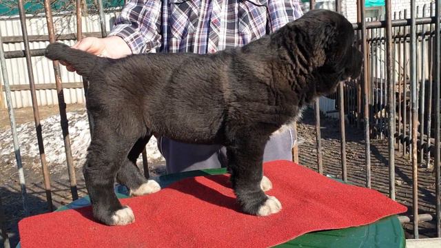 Алабай среднеазиатская овчарка из питомника Аз марал +79278137957 вайбер ватсап смотреть онлайн