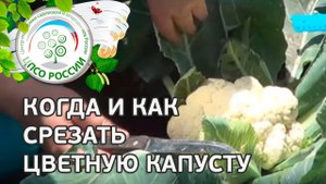Сбор урожая цветной капусты. Какого размера должны быть соцветия цветной капусты.