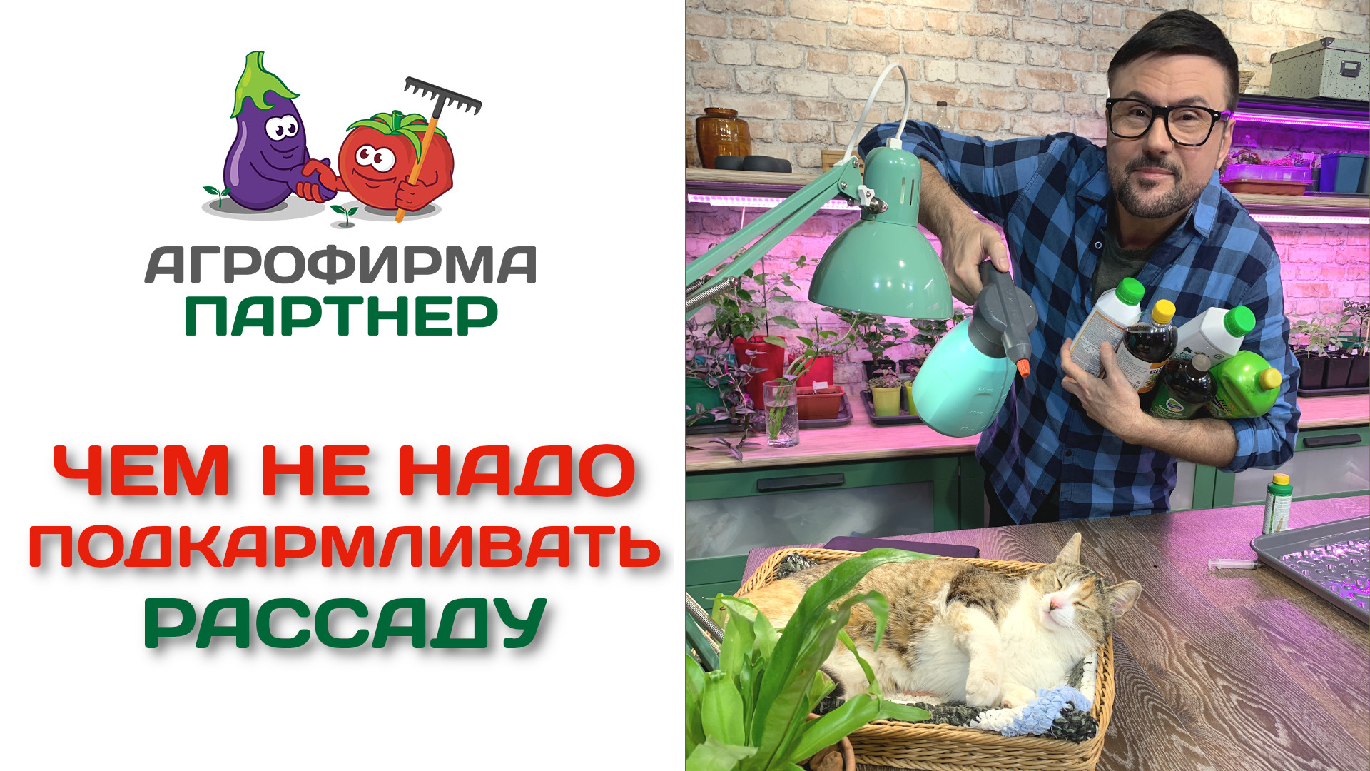 Чем не надо подкармливать рассаду