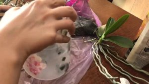 САЖАЕМ ДЕТКУ ОРХИДЕИ🌺