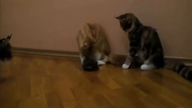 мейн-куны и ежик смотреть онлайн