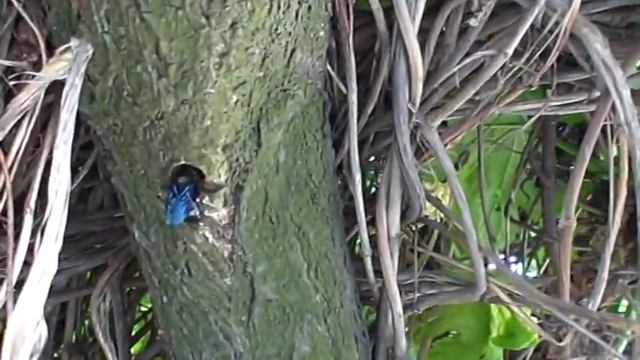 Пчела-плотник делает гнездо смотреть онлайн