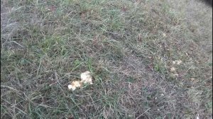 Собираю и рассказываю про подотавники, синеножки, осенние грибы.