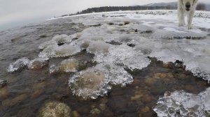 БайкКалина на Байкале - Отдых на Байкале с собакой