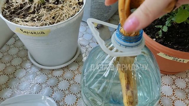 ТОП-3 Лучшие Натуральные Подкормки для Богатого Урожая в Квартире. Огород на балконе 2022.