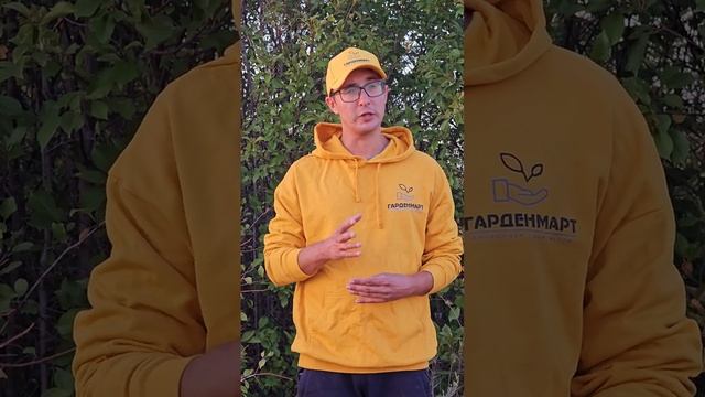 Коричневые пятна гортензии смотреть онлайн