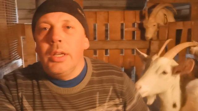 Как правильно раздоить КОЗУ после первого окота?! "Мое Подворье"