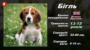 ТОП10 найбільш популярні породи собак у світі 2022