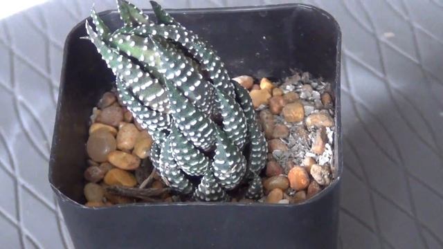 Haworthia reinwardtii frm zebrina смотреть онлайн