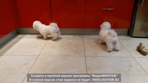 бишон