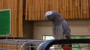 Топ 10 самых умных животных в мире.