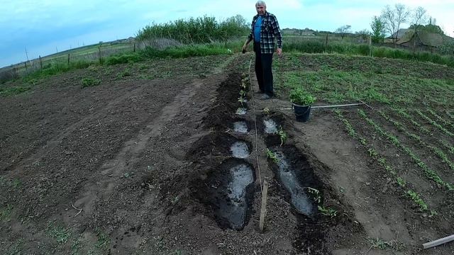 САДИМ РАССАДУ ПОМИДОР И ПЕРЦА/ ПРИГОТОВИЛА ШАШЛЫК/ ЖИЗНЬ В ДЕРЕВНЕ смотреть онлайн