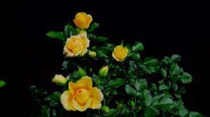 Как распускается роза Мишка (Плетистая)Timelapse Rose 4К. Michka (Meilland, 1998)