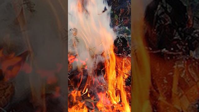 Что делать с ботвой томатов, после сбора урожая (часть 2) #томаты смотреть онлайн