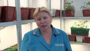 Видеоотзыв сорт "Шапка мономаха Резяповой"